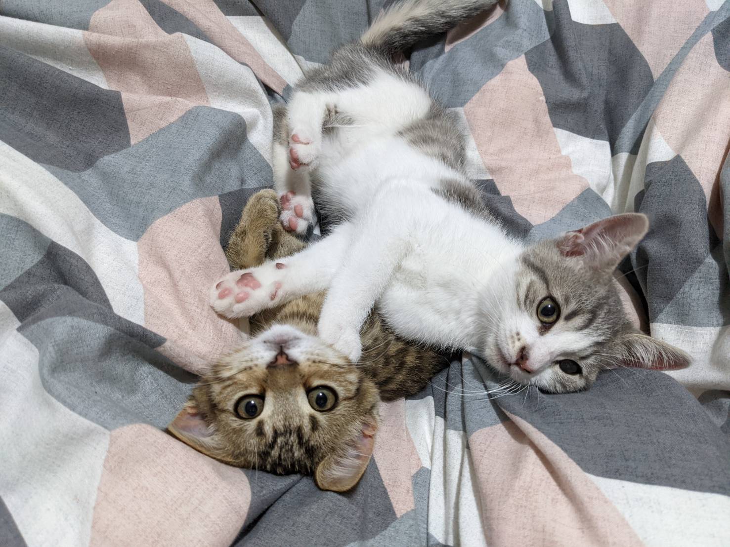 Maple and Jasmine